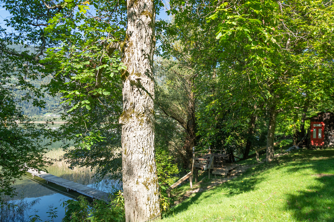 baumwiese_1